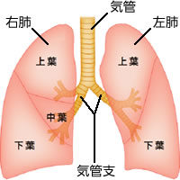 性 肺 癌 原発 腺