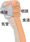 Cervical06_02.jpg