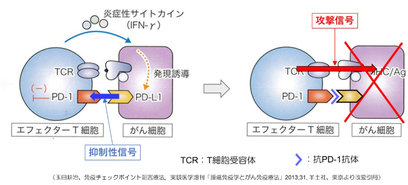 がん細胞による免疫逃避機構と抗PD-1抗体による免疫の活性化機構