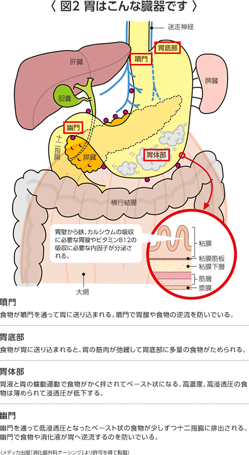 さらに詳しい胃がんのお話 ―胃がんの診断から治療（手術、化学療法